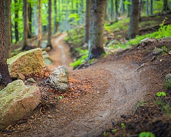 Schmaler Trail führt durch den Wald