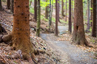 Narrow trail leads through forest