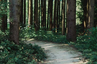 Mountainbike Trail durch den Wald