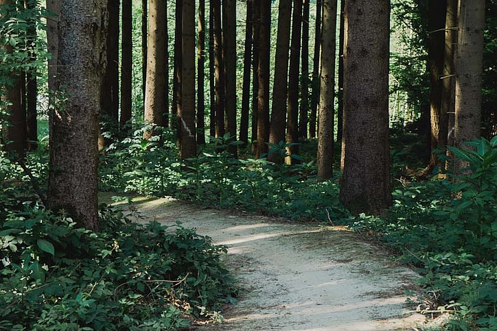 Mountain bike trail through the forest