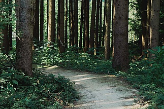 Mountain bike trail through the forest