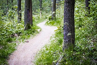 Narrow trail in the forest