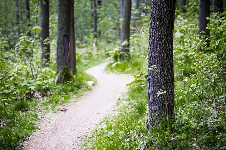 Schmaler Trail im Wald