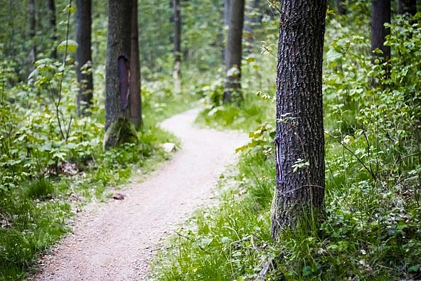 Schmaler Trail im Wald