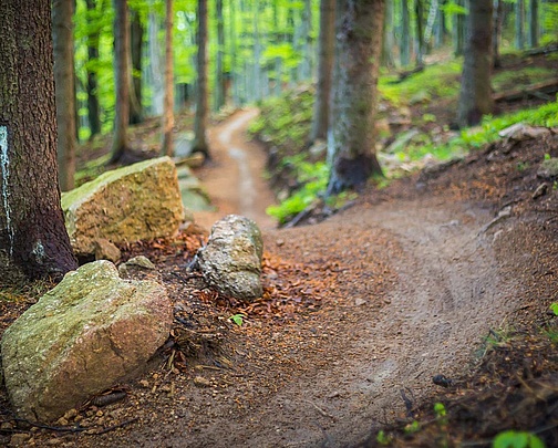 Schmaler Trail führt durch den Wald