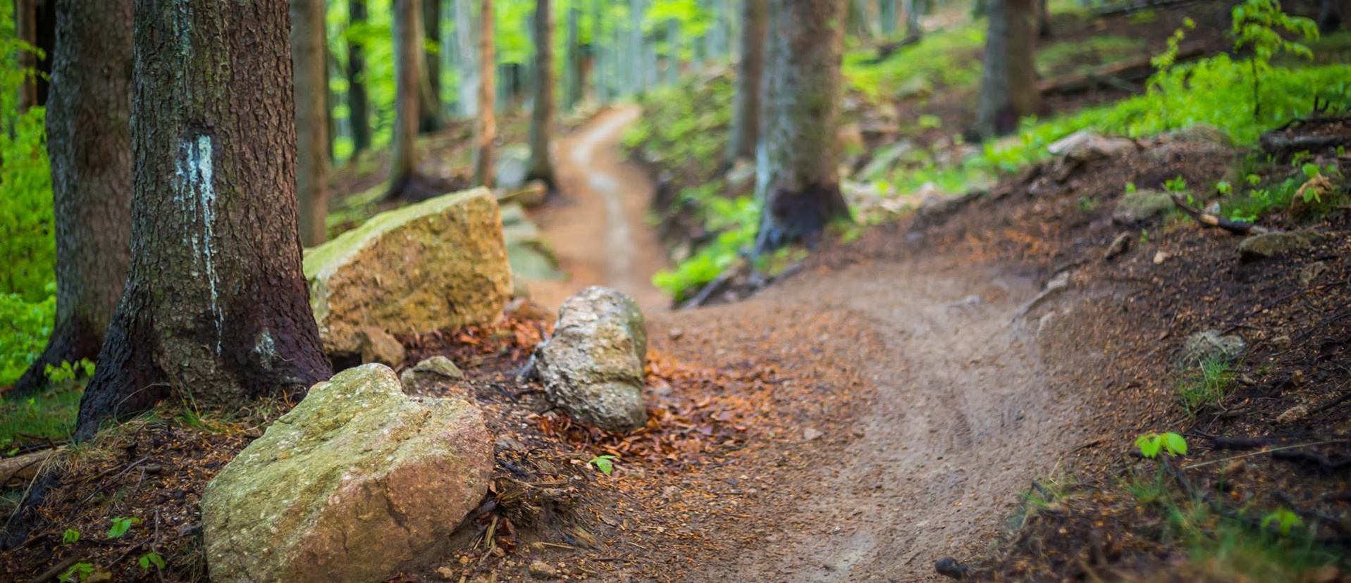 Schmaler Trail führt durch den Wald