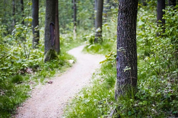 Narrow trail in the forest