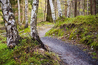 Narrow trail leads through birch forest