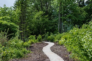 Kiesweg der in den Wald führt